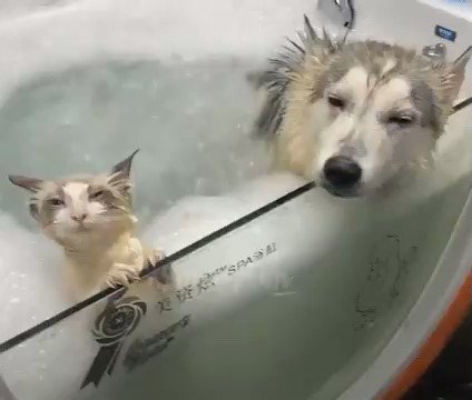 気持ちよさそうにお風呂に入ってるよ～！かわいい猫と犬