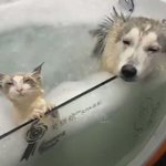 気持ちよさそうにお風呂に入ってるよ～!かわいい猫と犬