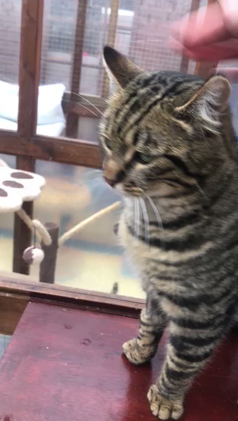 How handsome is Ollie? 💕
He arrived recently & we noticed he couldn’t lift his tail & was urinating all over the place. We believe he may b incontinent so he is booked in for an X-ray tomorrow to determine what the problem might be #catsoftwitter #KittyLoafMonday