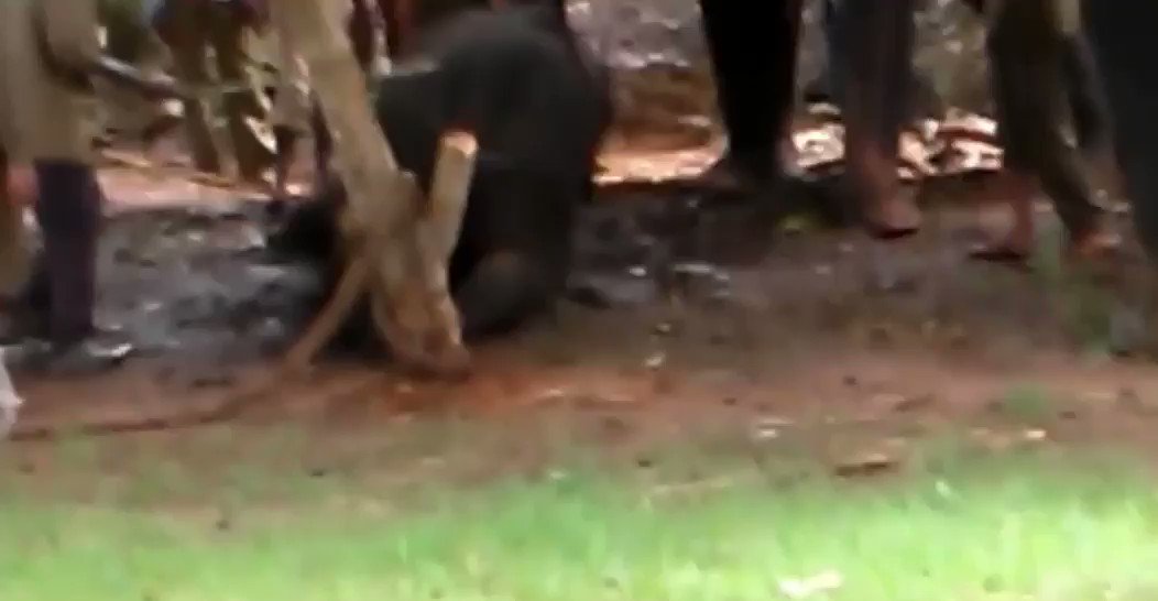 This is how elephant calves are ‘trained’ so that tourists can ride them. This is upsetting and distressing for us, but I do not see the purpose of censorship and concealment if this is allowed to continue.
Thank you @stae_elephants for exposing this brutality. @rickygervais