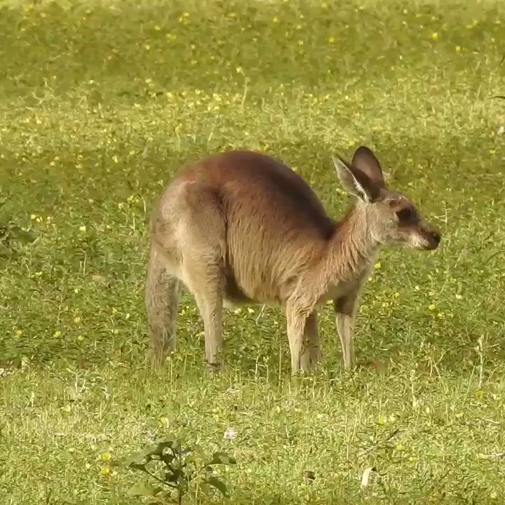 How perfect is this? Green grass, singing birds and a gorgeous kangaroo. Switch your sound on and enjoy a 20 second break from your day. I love Australia so much🦘🌿