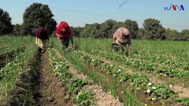 ویڈیو: اپنی گرمی اور پھلوں کے بادشاہ آموں کے لیے مشہور ملتان میں اسٹرابری کی کاشت بڑھ رہی ہے جو سرد علاقے کا پھل ہے۔
#Strawberry #StrawberryPicking #Multan