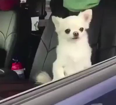 🌞😹 Good Morning! 🌞😹
RT @BestofAnimalls
#animal #bekind #dogs #cute #cutedogs #fury #furyfriends #kindness #puppy #pet #pets