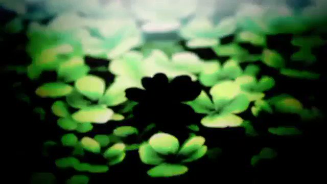 @kankakupiero's video Tweet