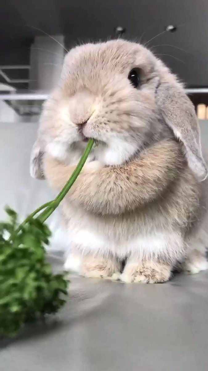 吸い込まれていくパセリ モグモグうさぎちゃん 話題の画像プラス 吸い込まれていくパセリ モグモグうさぎちゃん 話題の画像プラス