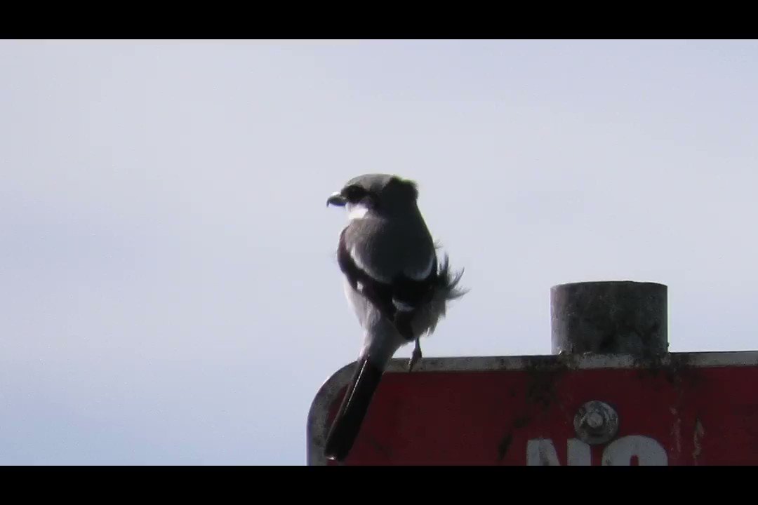 Driving into a park the other day, I had to stop and shoot a vid of this Loggerhead Shrike scanning the area from atop a sign. #SX60 #Video #SATX