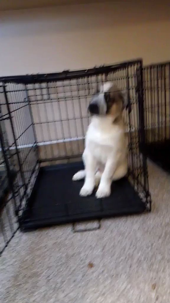 Tuesday temper tantrum by Tico. #PuppyCuteness #SaveThemAll ^ND