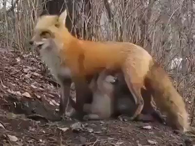 Fox feeding orphan bears.😍😍
Please post where you're from so I can track how far this video has gone 🔥.
