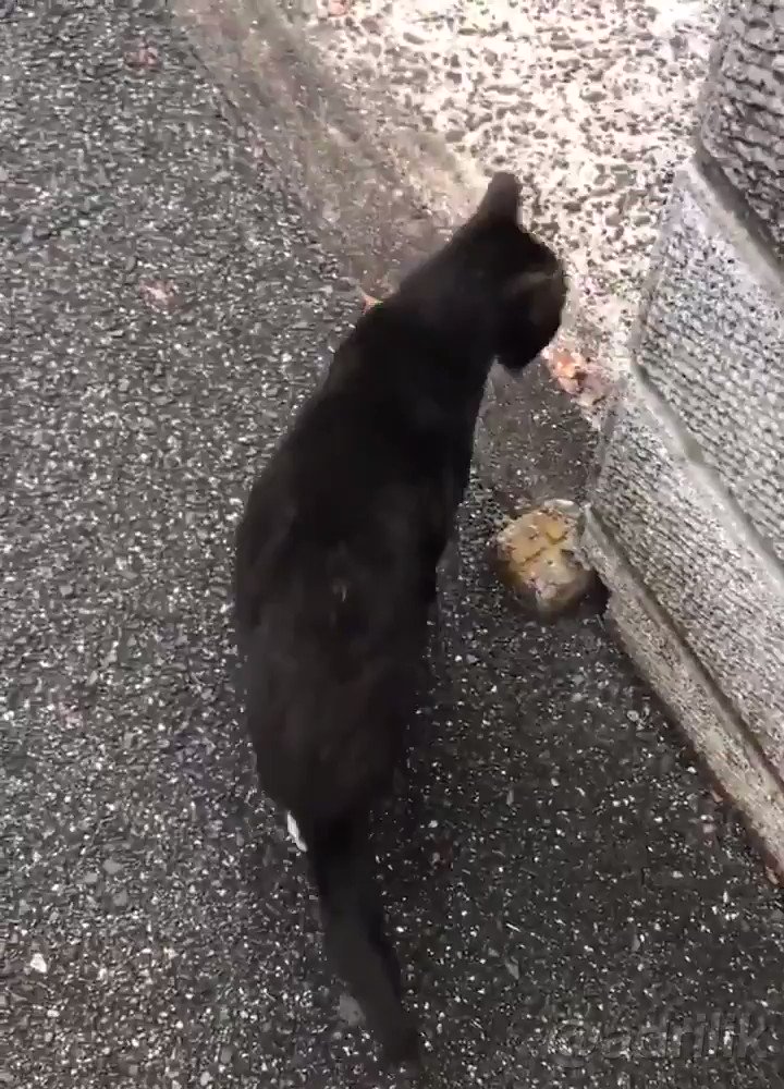que mal genio tiene este gato oye
