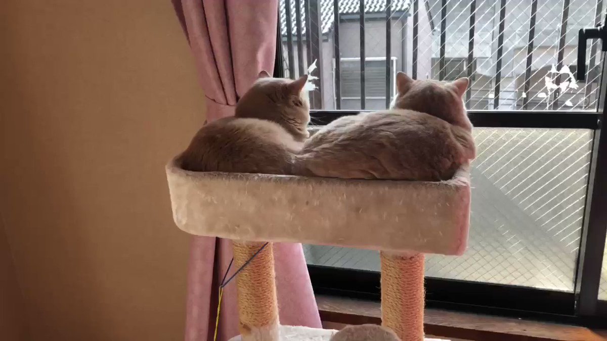 2人で仲良く外を見てる