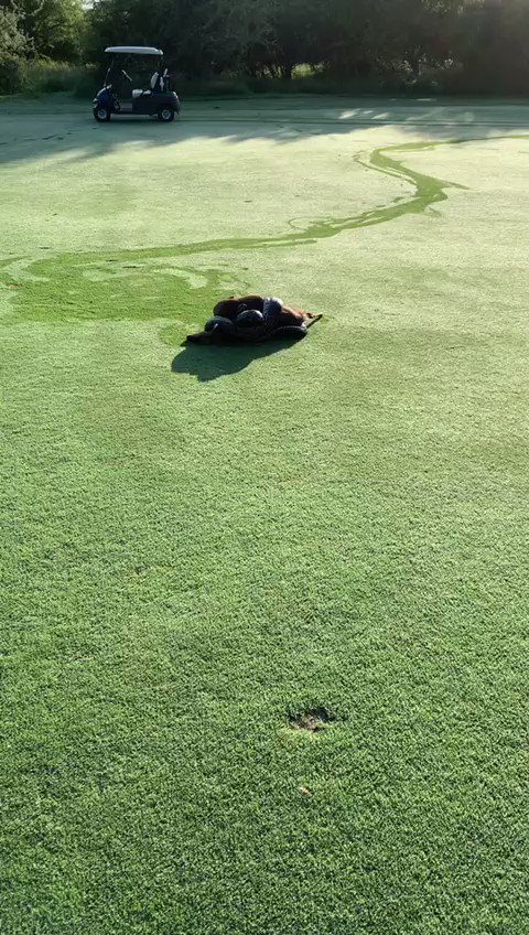 06:45
Python on bushbuck kill at the 6th hole at Leopard Creek
"You can only be excused for SLOW PLAY if this happens to be on your fairway! 🤣😱 How brilliant is this footage? Nature at its finest!"
Leopard Creek golf course
Near Malelane
Tinged by Kevin Pieterson