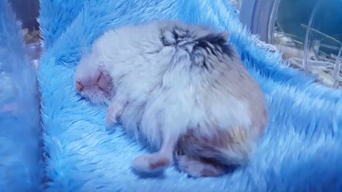내옷은 가끔 섬유유연제 깜빡해서 빳빳하게 입지만 울햄저 극세사 이불은 울샴푸로 조물조물 손빨래 해조야해요
그리고 그 빨래된 이불에서 자는 햄저👇