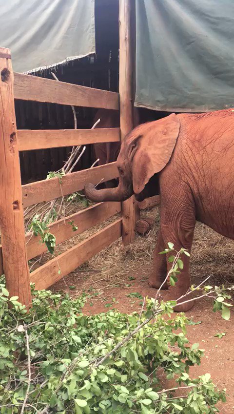 At the Nursery, the saying rings true: the greens are always greener on the other side. Some of the orphans take a stealth approach to swiping their neighbour’s share while others are far more brazen about their thievery — swipe to see for yourself!