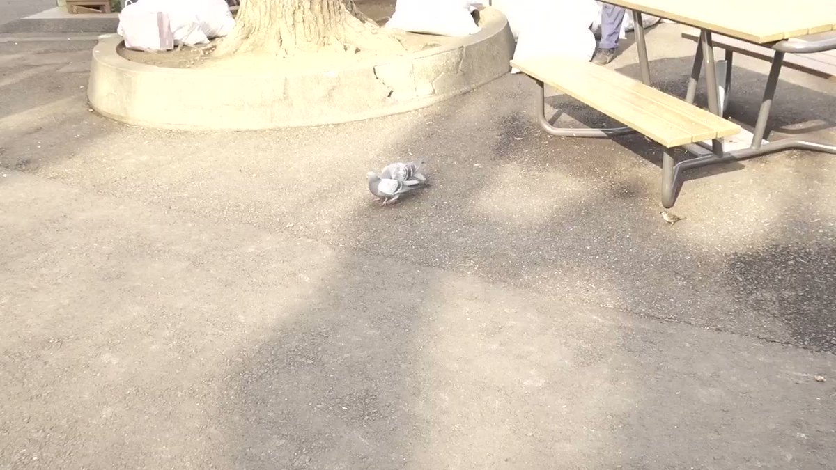 今日の #上野動物園 で一番印象に残ったシーン
それは・・・
#鳩 の熾烈な餌取りバトルと #すずめ のおこぼれちょうだい!でした