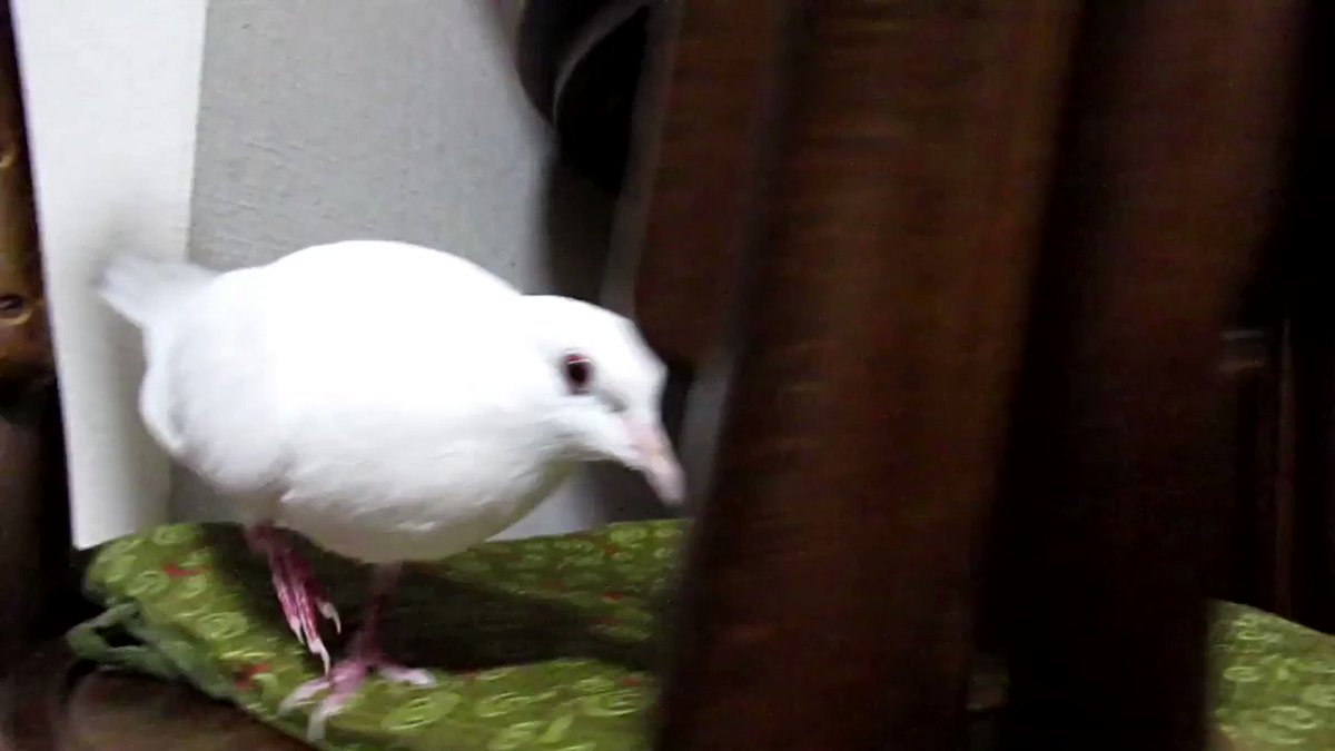 突然のイヒヒー🕊️
#ギンバト