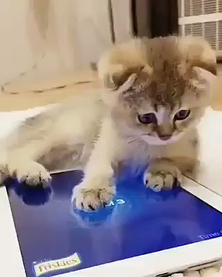 @llligiouxxx2 Ma pauvre Lilas, Gros bisous guérisseurs https://t.co/5uoSNBvNHF