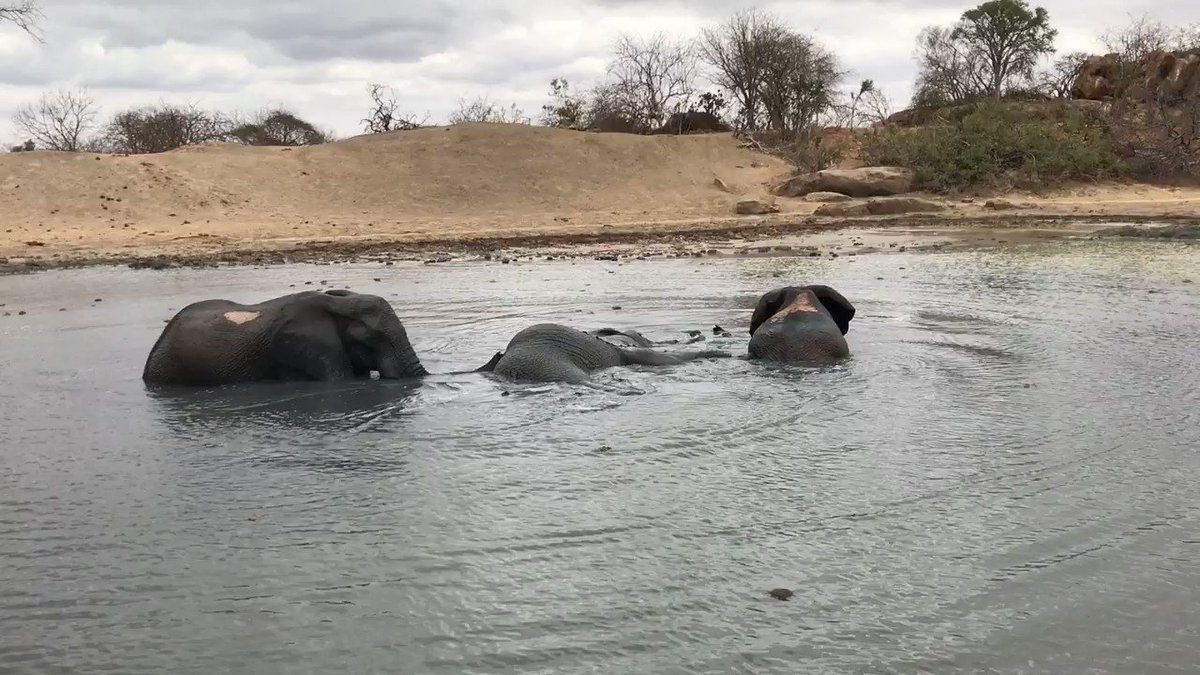 The Ithumba orphans treat the mud bath as their own personal swimming pool! Your donations ensure that during the dry season, its kept fully topped up so that wild animals can continue to drink their fill or enjoy a dip