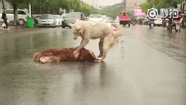 Who says animals don't have emotions?
This dog desperately trying to help their fallen friend is proof that animals are emotionally complex, feeling beings who are worthy of our respect and consideration. 🙏
RT if you agree. 🧡