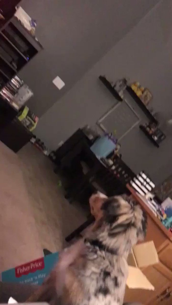 @StateFarm Oakley loves the StateFarm Helium “Fender Bender” commercial! Every time it come on!