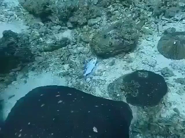 هل أنت الذي رميت كيس البلاستيك؟