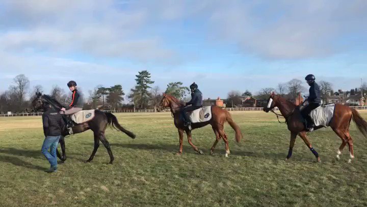 Gallop debriefing🏇🏻👀#preperations #futurewinners #teambotti #gallopmorning #horseracing