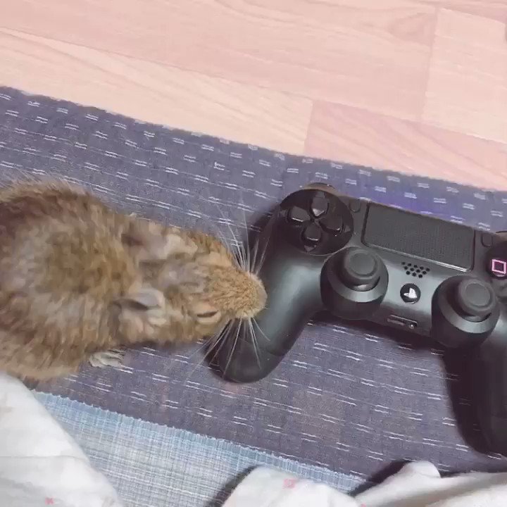 久々のきすけ記事 けもちゃん 久々のきすけ記事 けもちゃん