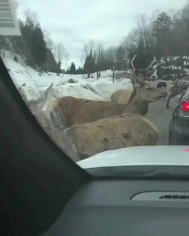 Traffic jam in Canada 🦌
