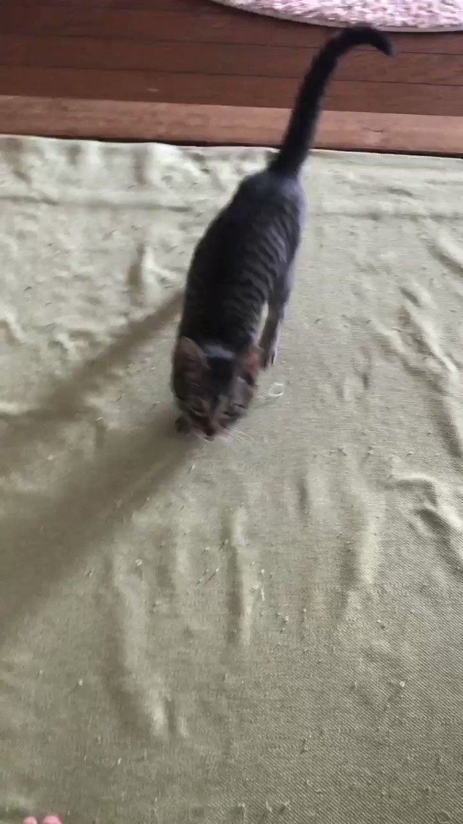 猫が抱っこしてほしくてジャンプした結果