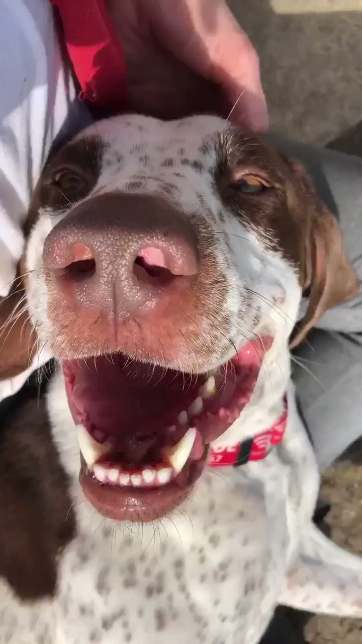 Water Bottle - Easily Distracted By Rescue Dogs — Cane Rosso Dog Rescue