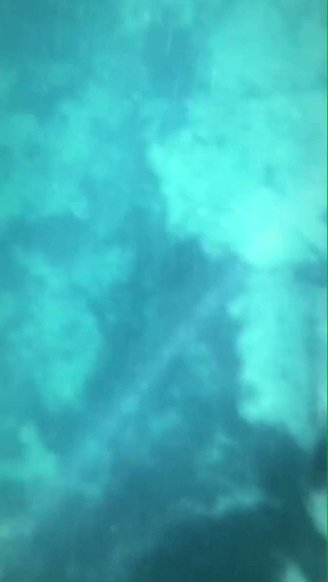 For the Safety Pillar, we might look at the sharks that surround the waters the Mayans lived in. They are thought to be the inspiration for the giant sea monsters in Mayan lore. Swimming alongside them, it’s no wonder why- they’re beautiful, powerful, and dangerous.
