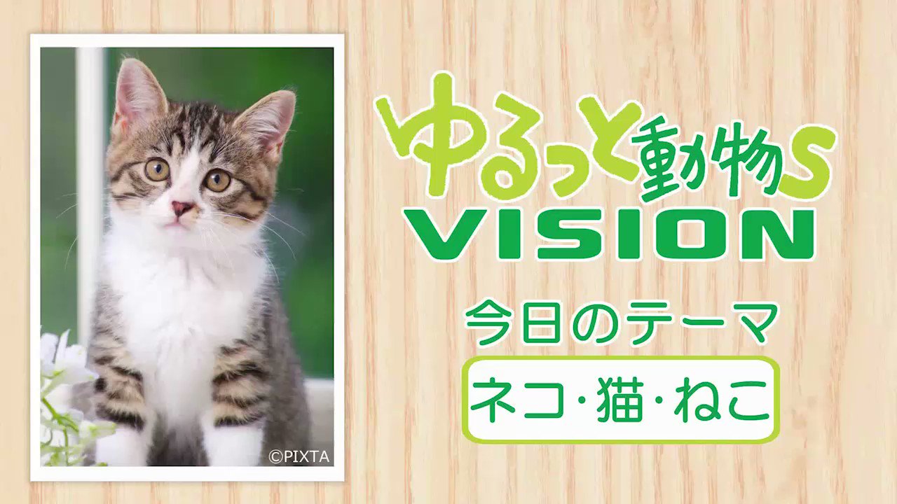 ひーにゃん様 くみゃちゃんのLovely Parade | BABY, THE STARS SHINE BRIGHT