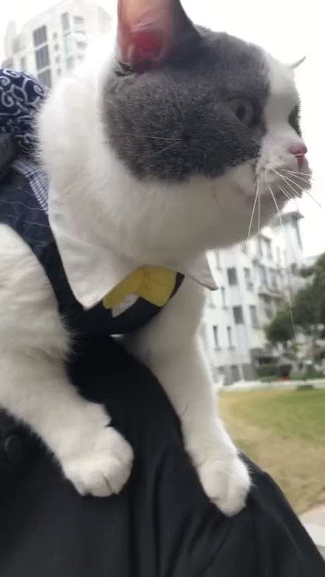 謎の言葉を話す猫ちゃんwww何か見えてるのかも?www