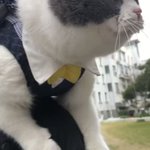 謎の言葉を話す猫ちゃん!何か見えてるのかも?!