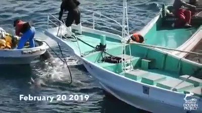 あなた達はあまりにも残忍過ぎるのではないか?58頭の命だよ!どれだけの家族を絶滅させ、どれだけの命の繋がりを断ち切るのか想像絶するもの!こんなにも流れている血の海を見て心を痛めることさえないのか? 2019年2月20日 #和歌山県 #太地