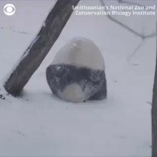 YASSS! Pandas rolling around in the snow🐼 I CAN'T STOP WATCHING!!
These pandas took full advantage of the snow in Washington DC.
ADORABLE!