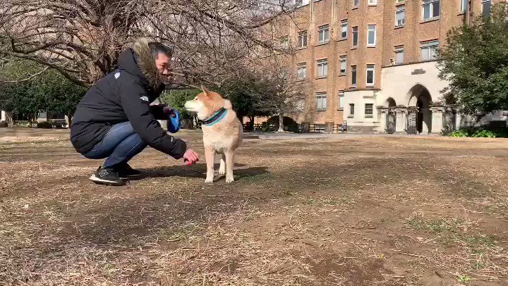 違う、そうじゃないwwでも柴犬が可愛すぎるからもう良いのww
