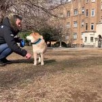 違う、そうじゃないwでも柴犬が可愛すぎるからもう良いのw