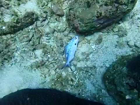 Ikan dalam plastik