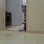 可愛い猫にこんなんされたらホイホイ着いて行くわw
