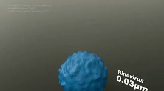 How big is a cell?
It's a question I ask my 1st-year university students. As a class we work out an answer by discussing various cell types and comparing length scales.
This video is great - nicely shows the sizes of different cells and viruses.
https://imgur.com/r/educationalgifs/KzG92ec …
