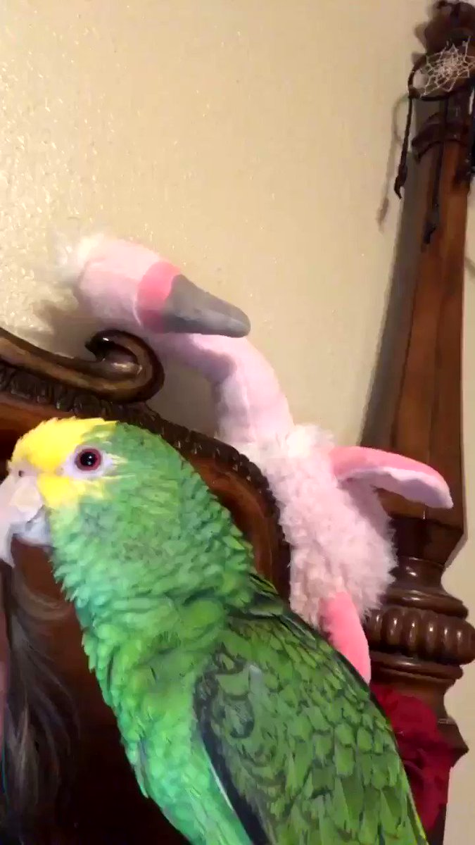 pissed parrot video Neked teen porn
