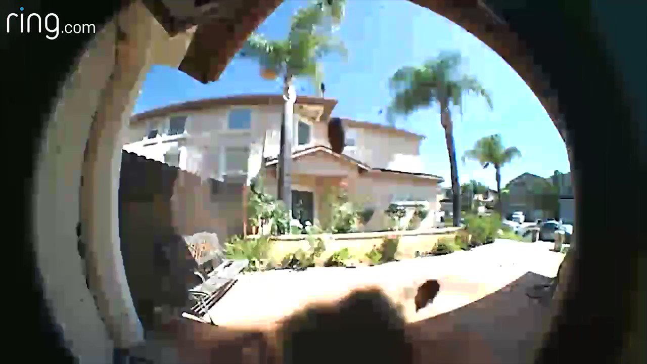 Bee ring deals doorbell