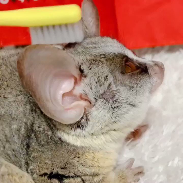 歯ブラシでなでるとw気持ちよさそう！！ピザトル！