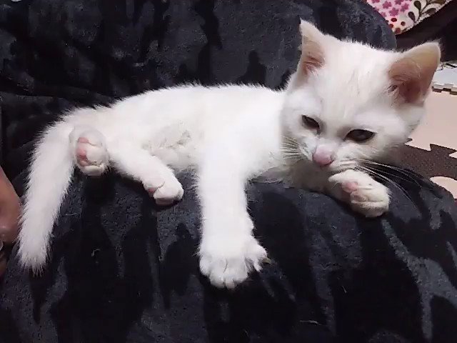愛猫ちゅっちゅちゃんのtwitterイラスト検索結果 古い順