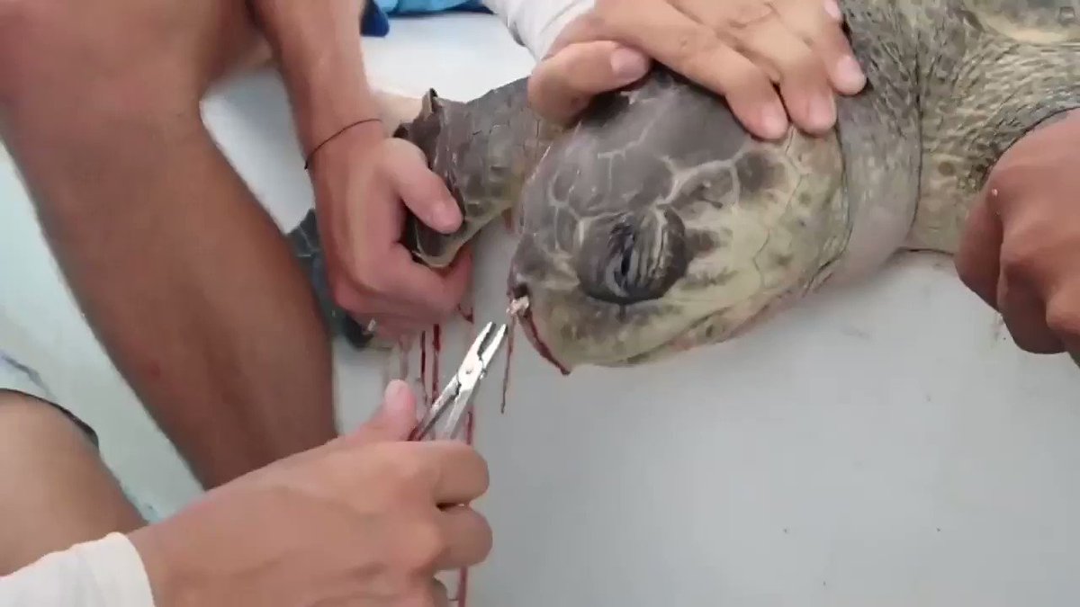 Did you really need that straw?
We’re giving away 35,000 reusable straws to help prevent things like this :(
Go to http://fvckplastic.org to order yours!
Rt and tag people who need to see this!