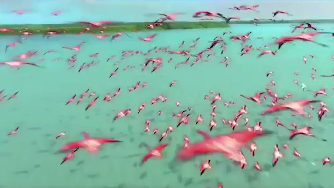 Video insertado