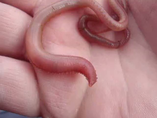 Howard Farran on X: Do blood worms have teeth? Blood worm shows