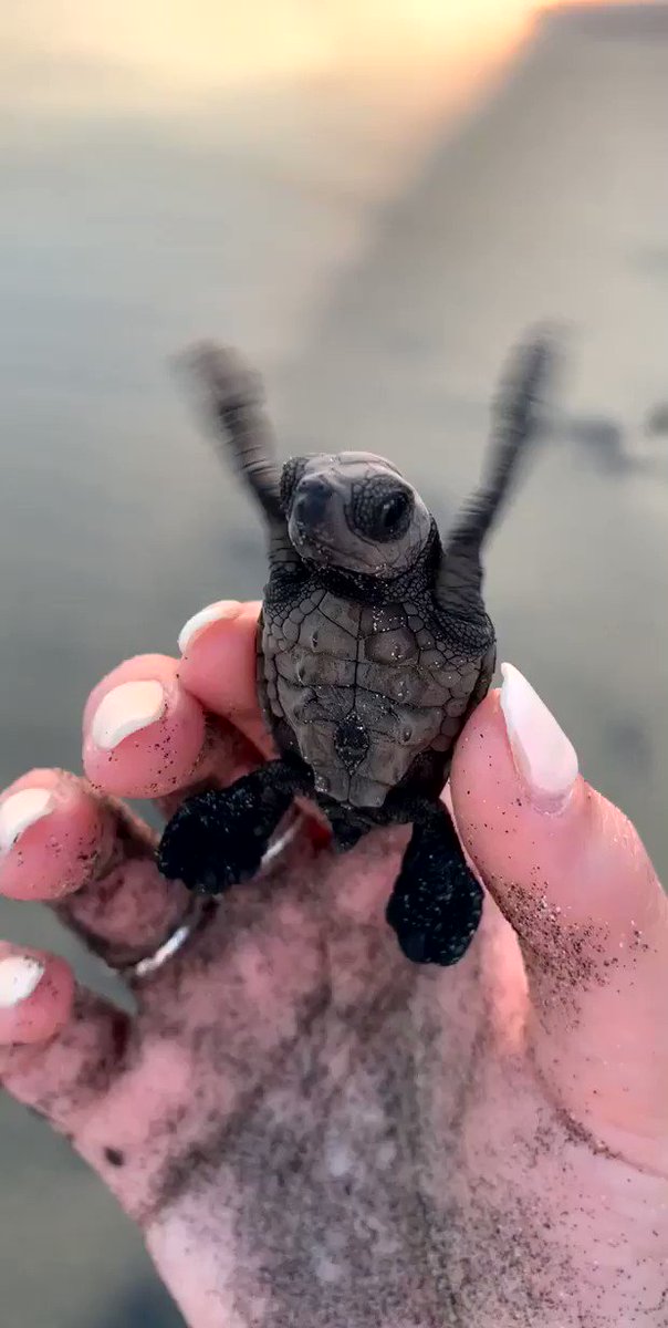 I’m obsessed with this beautiful baby! 🐢