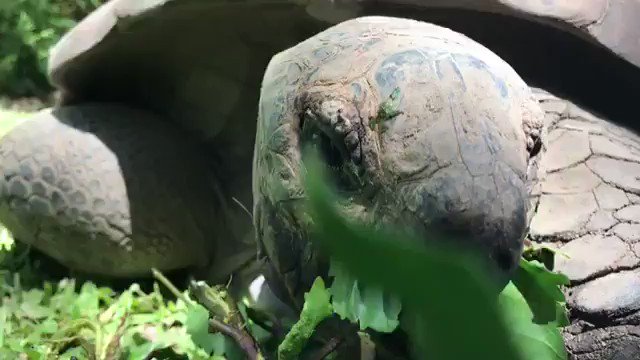 Breakfast time ๐ฟ๐ข
Shell-ebrate a visit to #AustraliaZoo by feeding these cuties: https://www.australiazoo.com.au/our-animals/animal-encounters/tortoise-encounter.htmlย โฆ