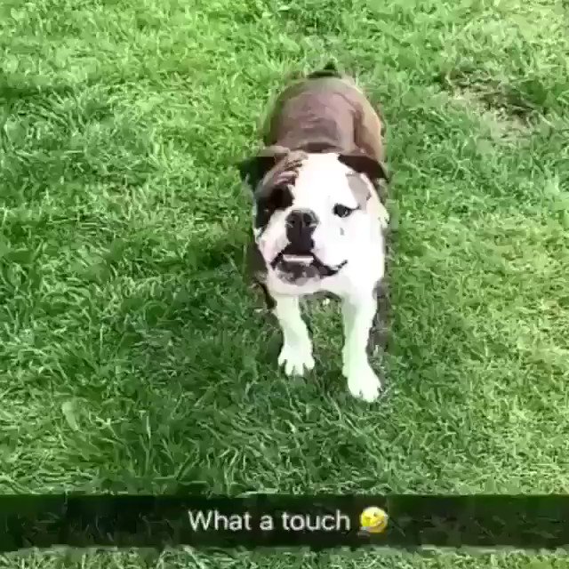 That touch from the bull dog. ⚽️🐶